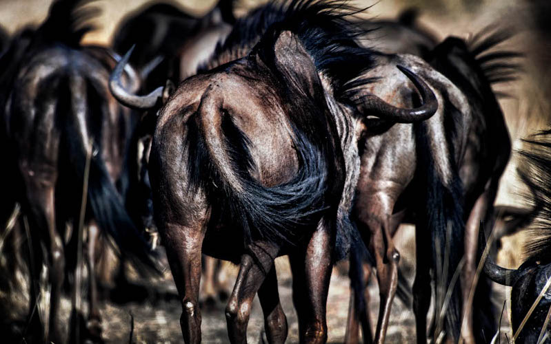 Wildebeest | Fotojournalist Raymond Rutting