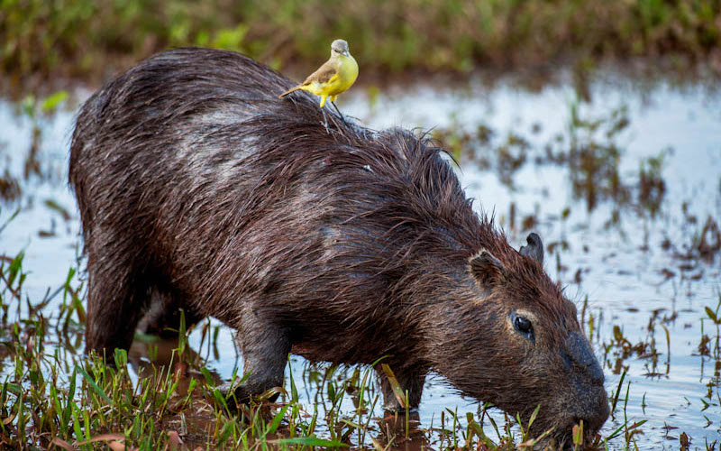 Capybara | Fotojournalist Raymond Rutting