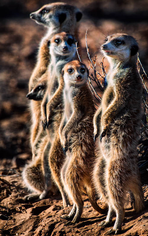 Meerkat | Fotojournalist Raymond Rutting